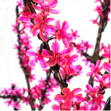 Светодиодное дерево Сакура, высота 1,5м, диаметр кроны 1,8м, розовые светодиоды, IP65, понижающий трансформатор в комплекте NEON-NIGHT