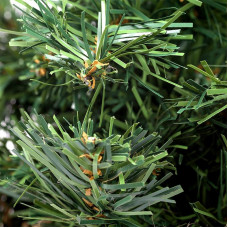 Елочка 30см в плетеном мешочке, ПВХ